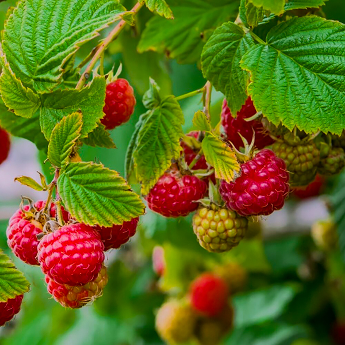 Малина лесная. Малина Лесная -Rubus idaeus. Малина мелкоцветковая. Малина Родзиёва. Шпанка малина.